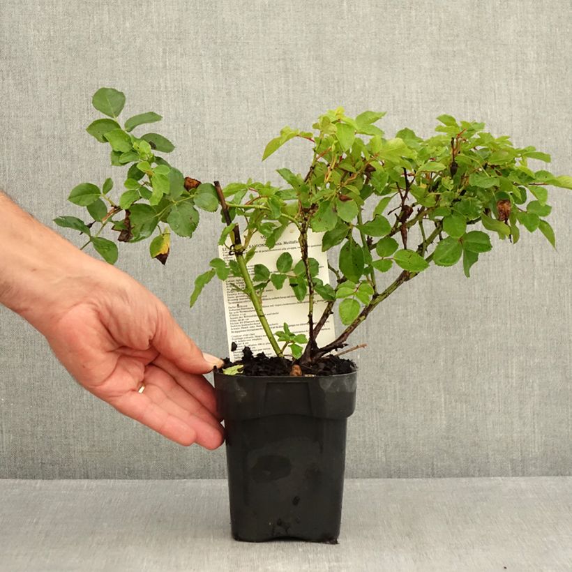 Rosa x polyantha Les Quatre Saisons 'Meifafio' - Landscape Rose 10cm/11cm pot sample as delivered in summer