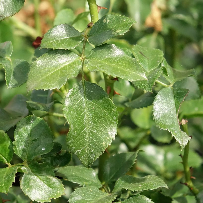 Rosa x polyantha Les Quatre Saisons 'Meifafio' - Landscape Rose (Foliage)