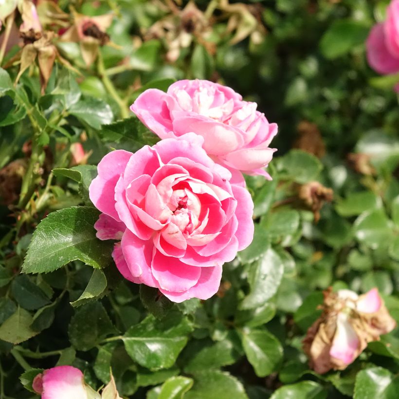 Rosa x polyantha Les Quatre Saisons 'Meifafio' - Landscape Rose (Flowering)