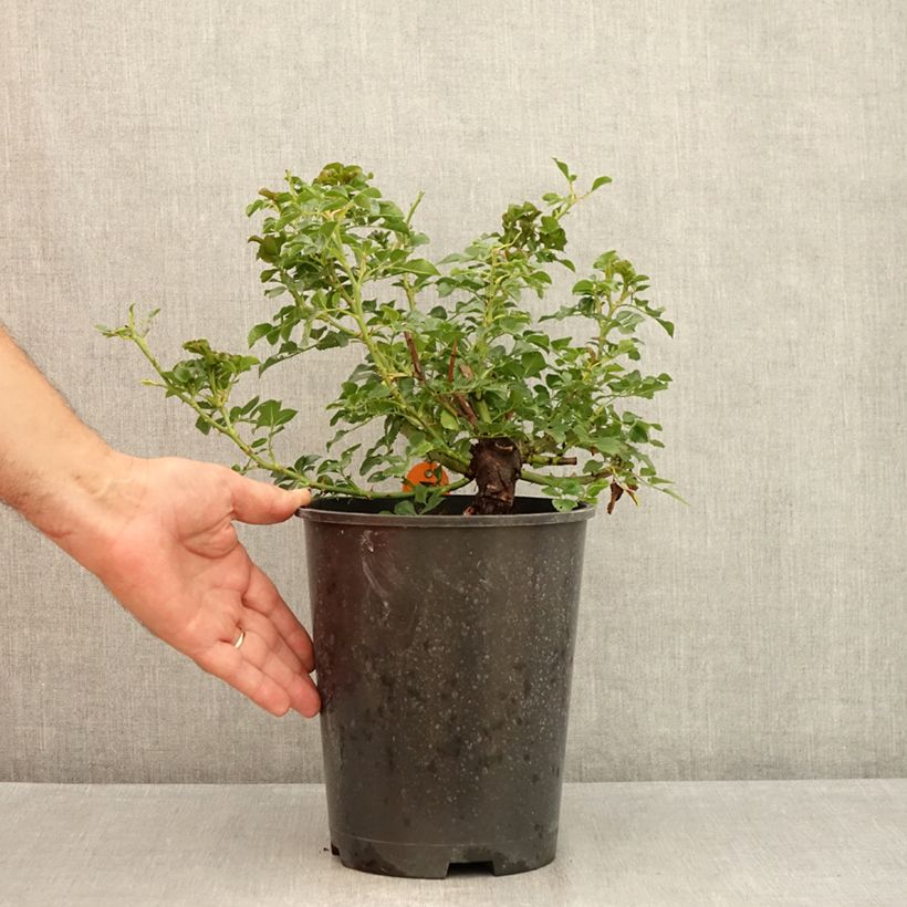 Rosa x polyantha Les Quatre Saisons 'Meifafio' - Landscape Rose 4L/5L pot sample as delivered in summer