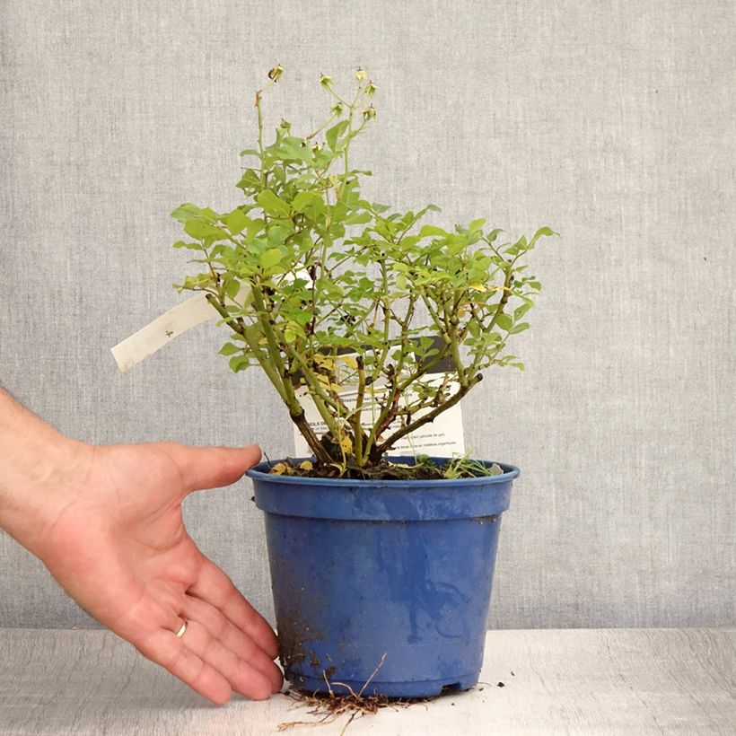 Rosa Rosanatura Alba 2L/3L pot sample as delivered in summer