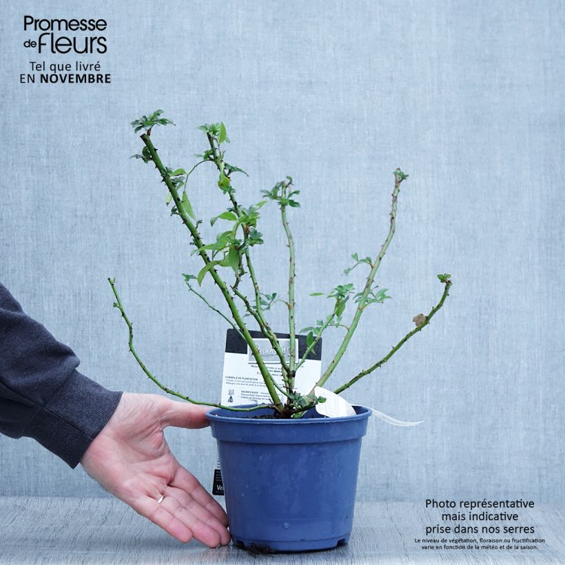 Rosa Rosanatura Rosea - Shrub Rose 2L/3L pot sample as delivered in autumn