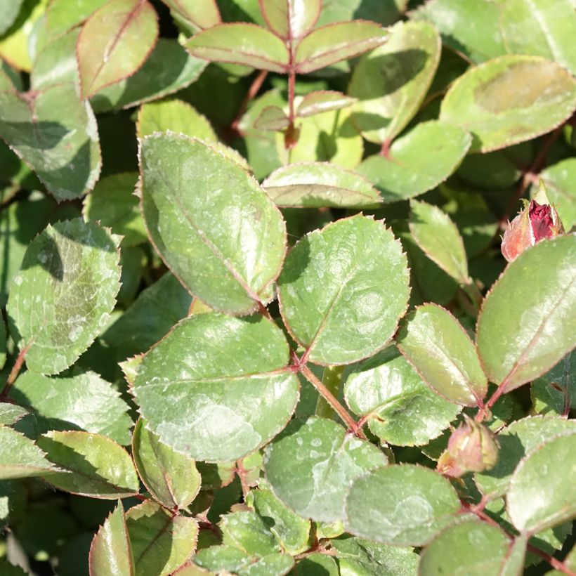 Rosa x floribunda 'Belle de Grasse' Street Colours - Floribunda Rose (Foliage)