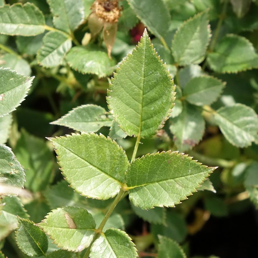 Rosa floribunda - Jolie Provence (Foliage)