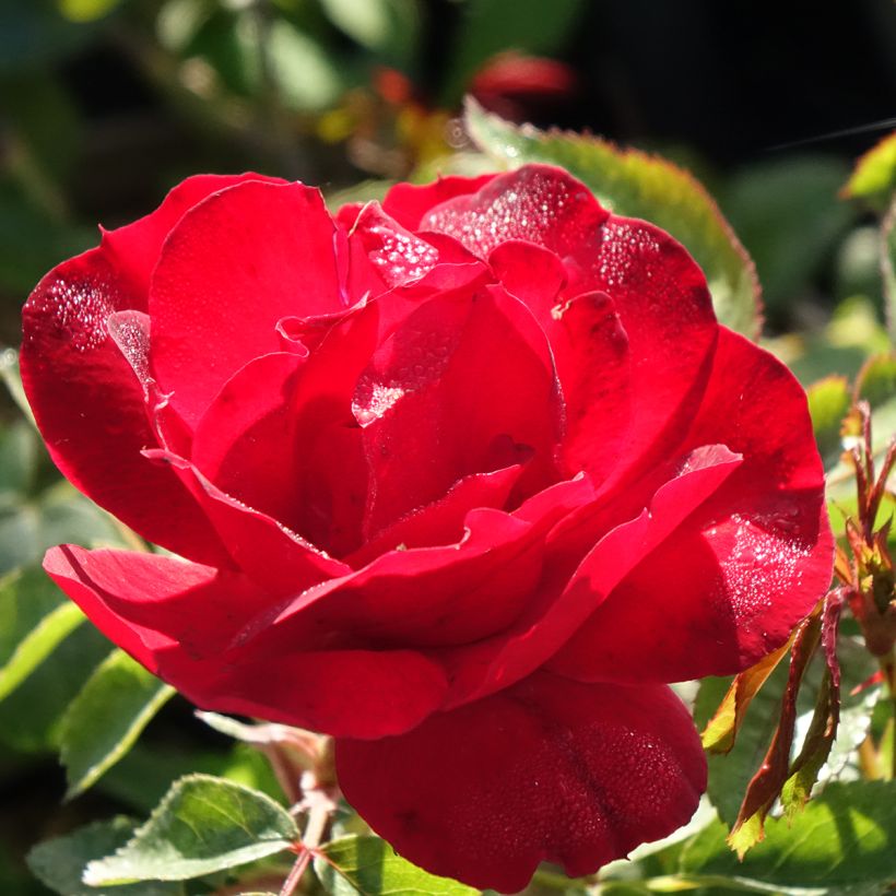 Rosa x floribunda 'Moulin Rouge' - Street Colours Floribunda Rose (Flowering)
