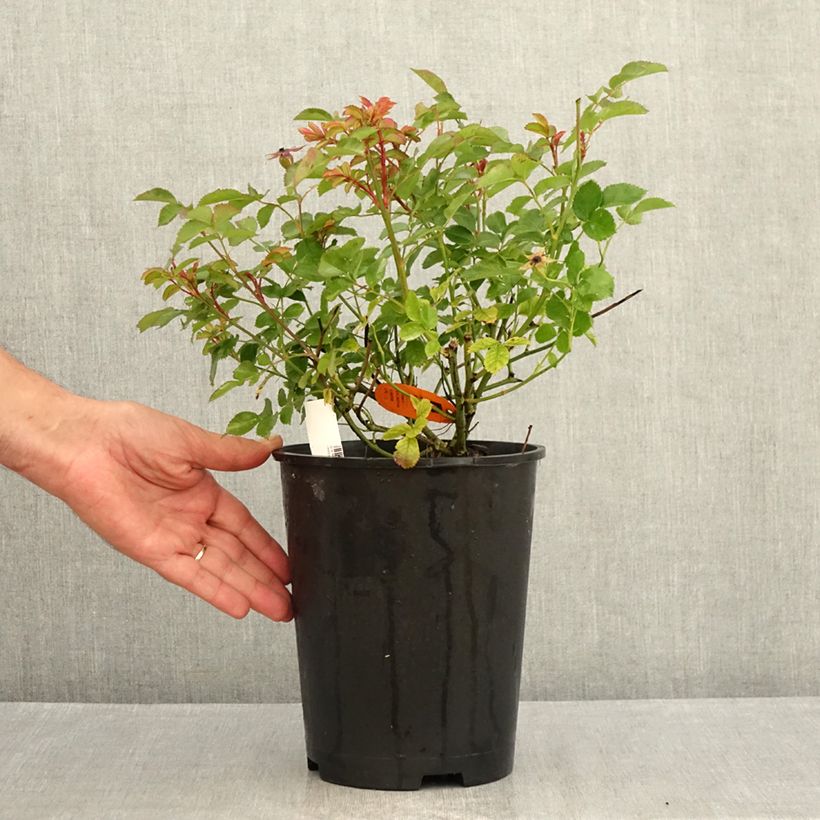Rosa x floribunda 'Rêve de Paris' - Street Colours - Floribunda Rose 4L/5L pot sample as delivered in summer