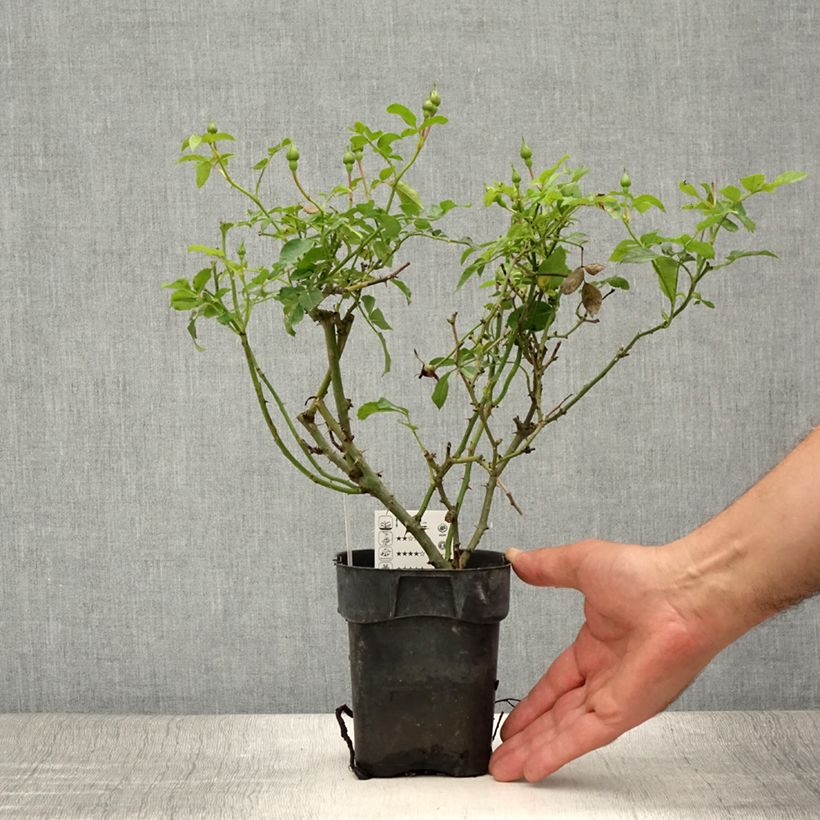 Rosa Rigo Rosen Innocencia Ground Cover Rose 10cm/11cm pot sample as delivered in summer