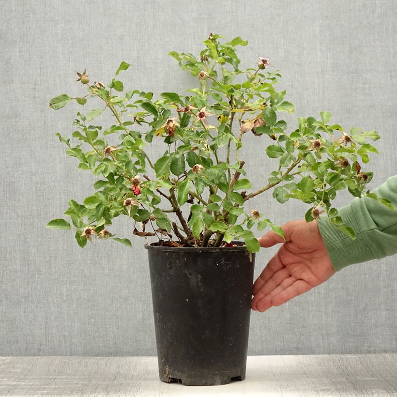 Rosa x floribunda Rigo Rosen Caracho - Groundcover Rose 1.5L/2L pot sample as delivered in summer