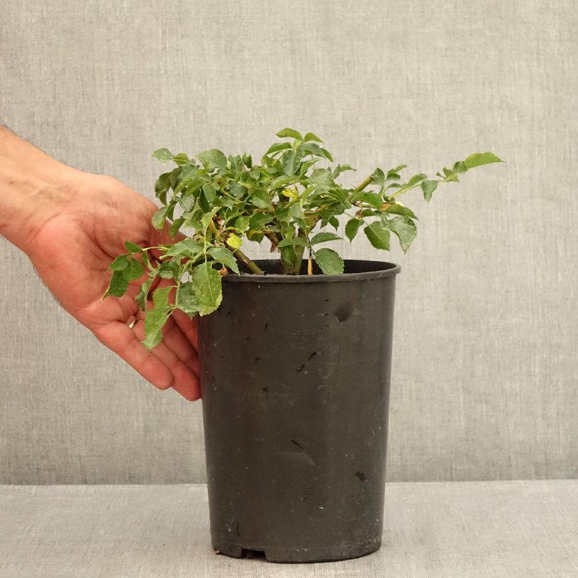 Rosa x floribunda Rigo Rosen - 'Solero' - Shrub Rose  1.5L/2L pot sample as delivered in summer