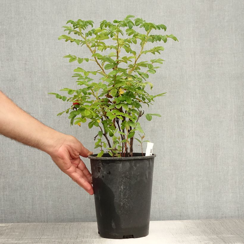 Rosa rugosa Alba - Japanese Rose 3L/4L pot sample as delivered in summer