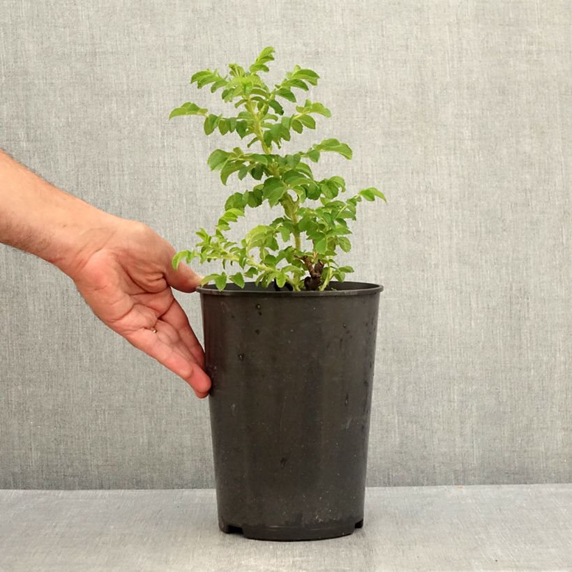 Rosa rugosa Blanc Double de Coubert 4L/5L pot sample as delivered in summer