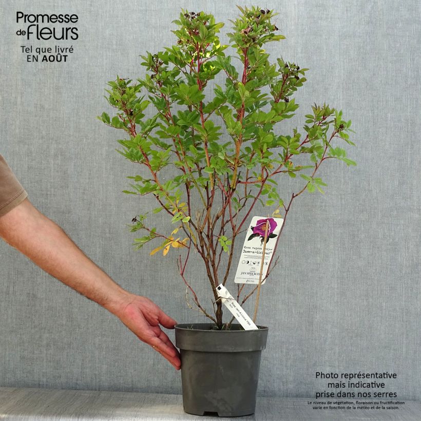 Rosa rugosa x virginiana Jam-a-licious - Shrub Rose 4L/5L pot sample as delivered in summer