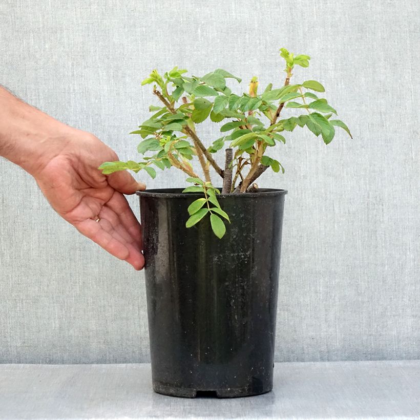 Rosa x rugosa 'Roseraie de l'Haÿ' - Rugosa Rose 3L/4L pot sample as delivered in summer