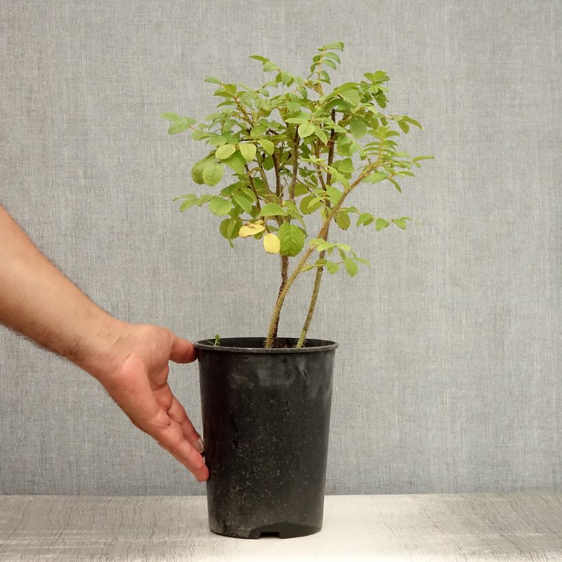 Rosa rugosa - Beach Rose 2L/3L pot sample as delivered in summer