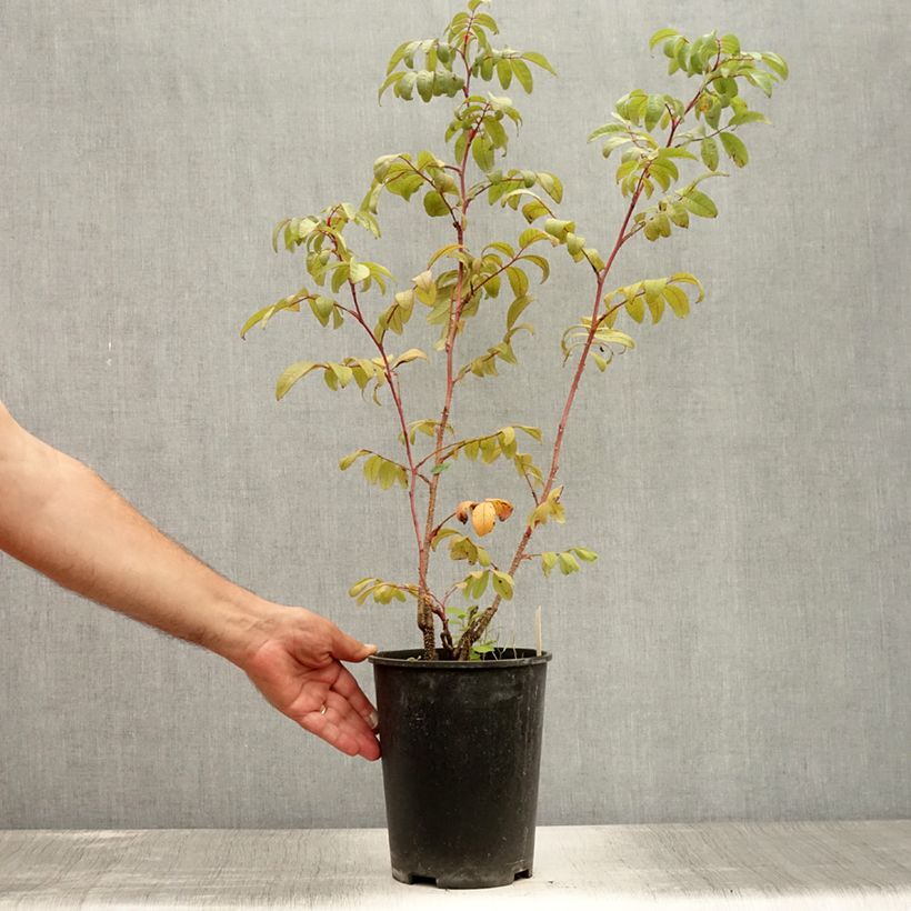 Rosa x rugosa Thérèse Bugnet - Shrub Rose 4L/5L pot sample as delivered in summer