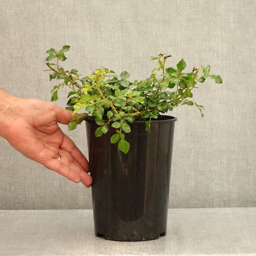 Rosa x polyantha - Sans Contraintes - 'Toscana' - Ground Cover Rose 3L/4L pot sample as delivered in summer