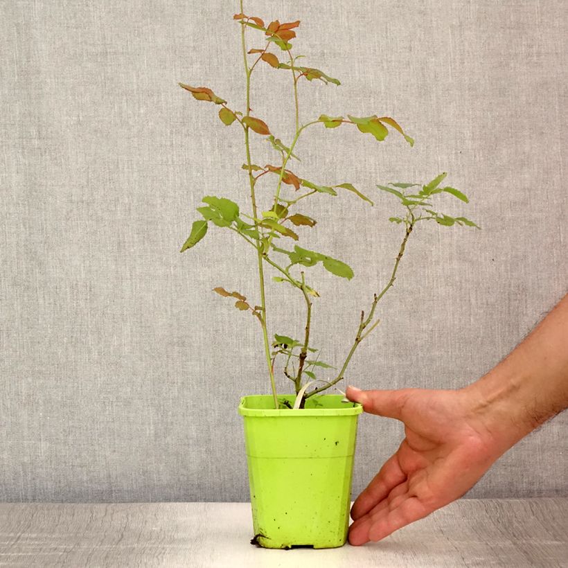 Rosa x persica See You In Pink - Hybrid shrub rose 1.5L/2L pot sample as delivered in summer