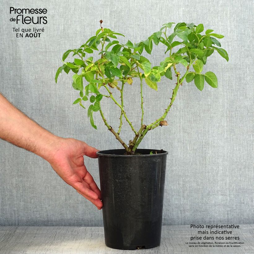 Rosa x persica See You In Red - Hybrid shrub rose 4L/5L pot sample as delivered in summer