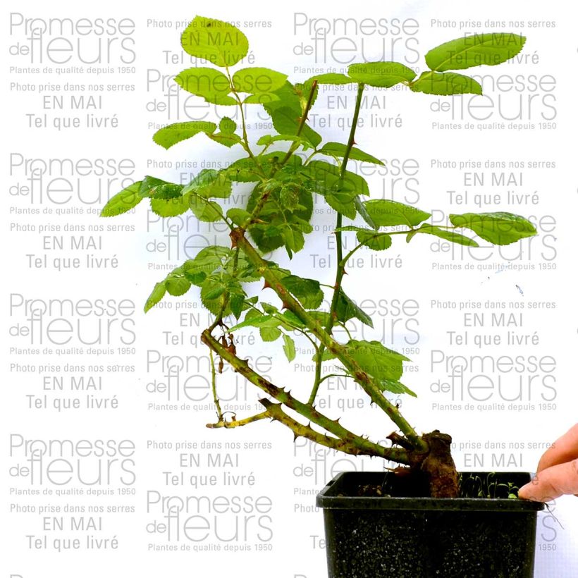 Example of Rosa Schwarze Madonna - Hybrid Tea Rose 4L/5L pot specimen as delivered