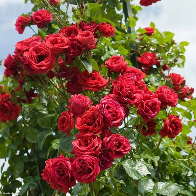 Rosa 'Sympathie' - Climbing Rose (Flowering)