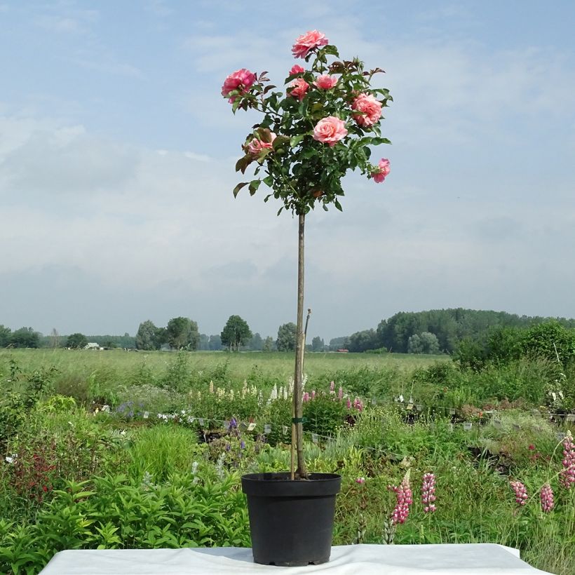 Rosa  Botticelli Meisylpho - Standard Rose (Plant habit)