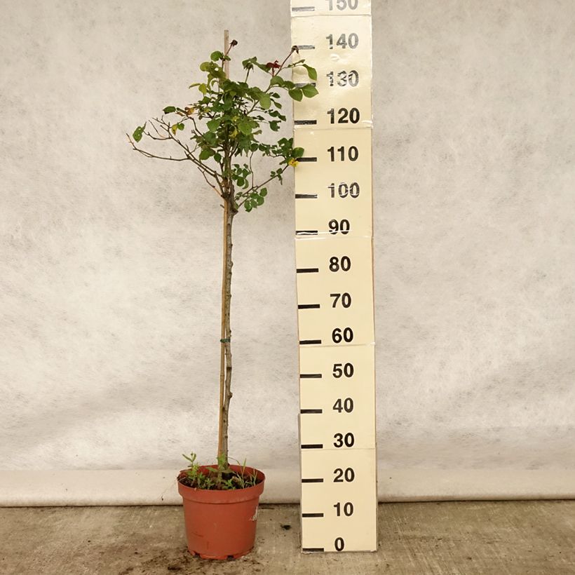 Rosa  Gabriel Oak - English Shrub Rose 4L/5L pot sample as delivered in summer