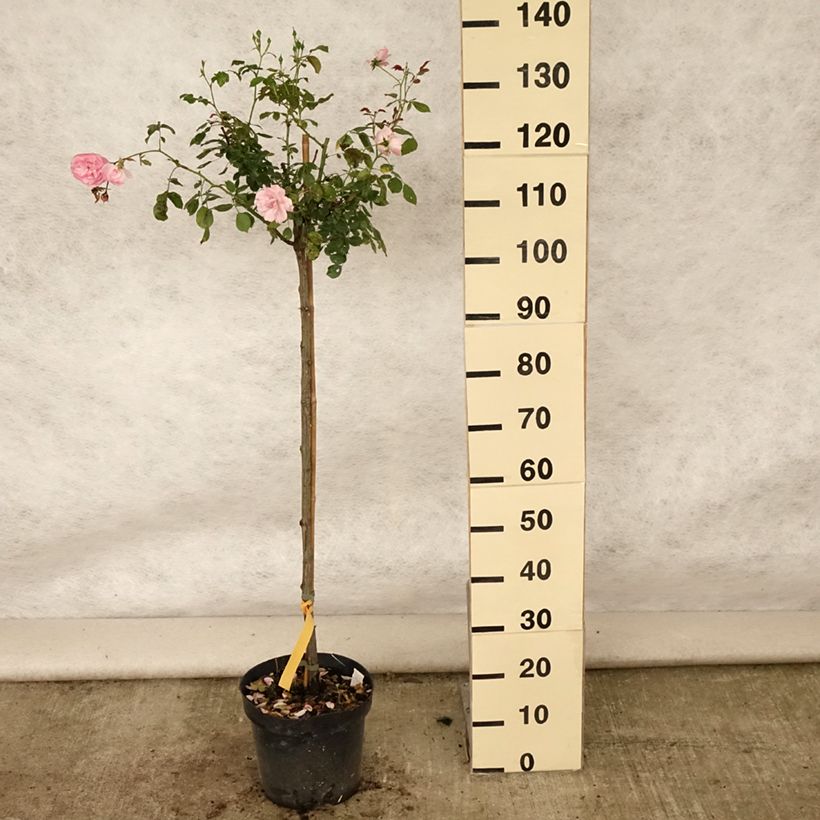 Rosa 'Bonica' - Standard Rose - 90/100cm 7.5L/10L pot sample as delivered in summer