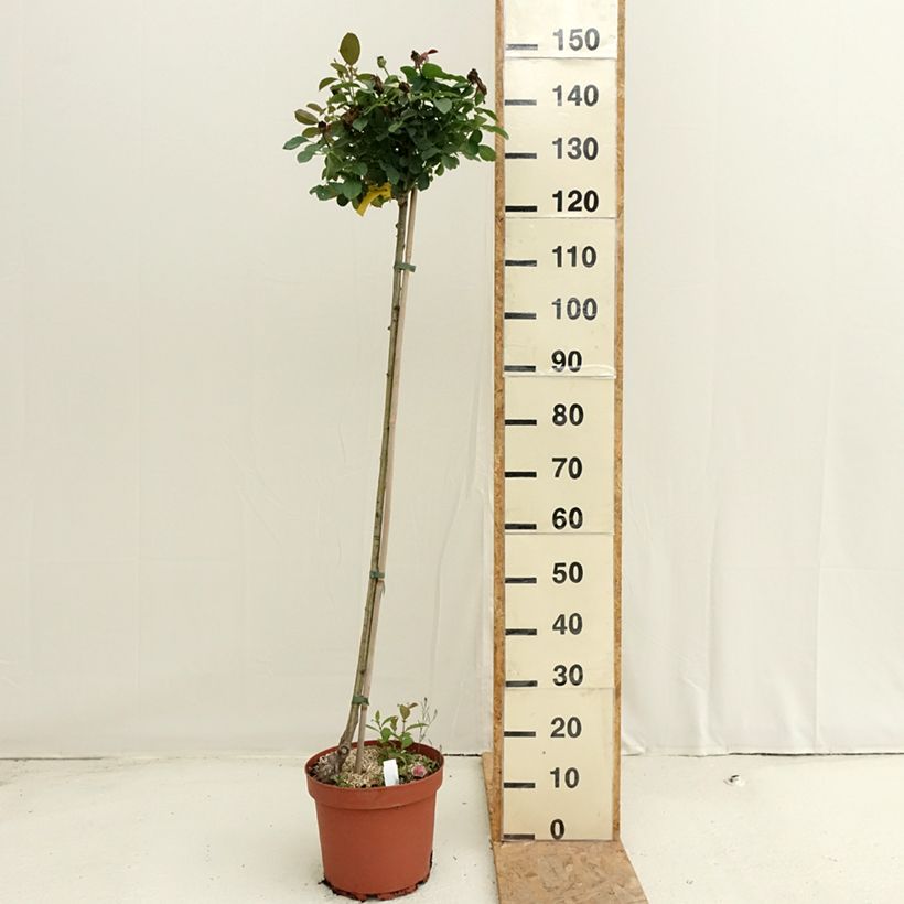 Rosa x floribunda 'Côté Jardin' - Standard Rose 7.5L/10L pot sample as delivered in summer