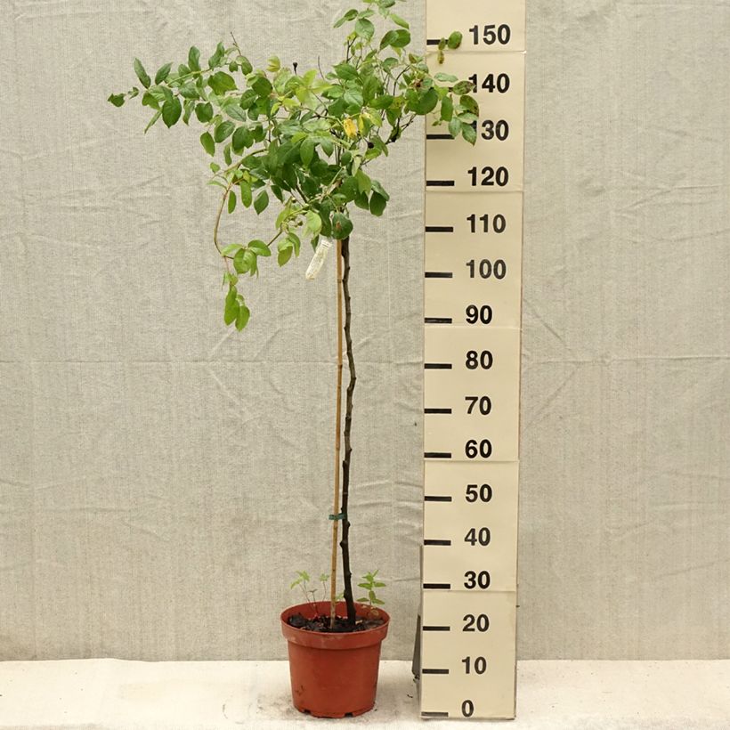 Rosa Claire Austin - English Climbing Rose 7.5L/10L pot sample as delivered in summer
