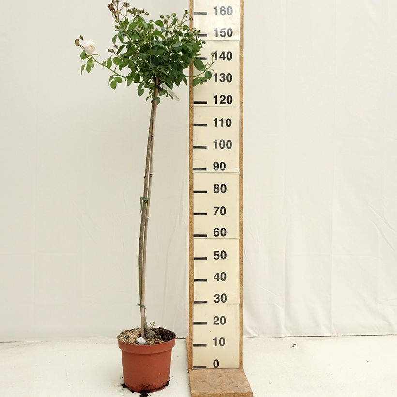 Rosa Desdemona - English Shrub Rose 7.5L/10L pot sample as delivered in summer