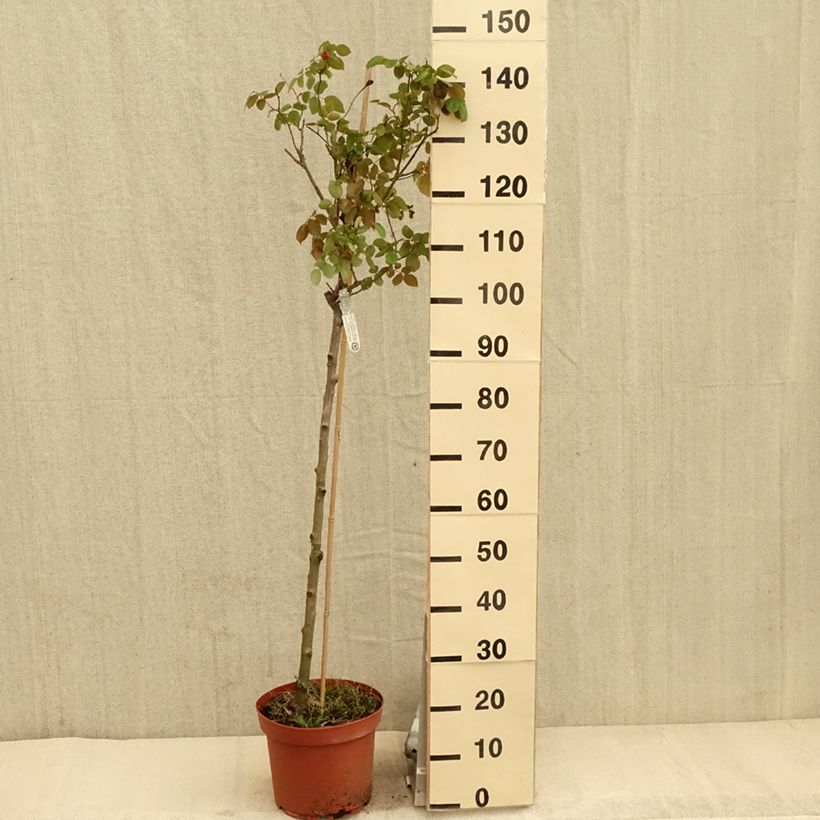 Rosa Desdemona - English Shrub Rose 7.5L/10L potShipped height around 80/120cm sample as delivered in spring