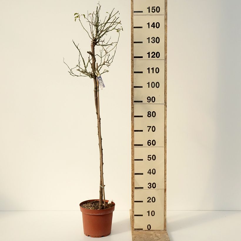 Rosa x floribunda Decorosier Celina Noason - Shrub Rose 7.5L/10L pot sample as delivered in winter