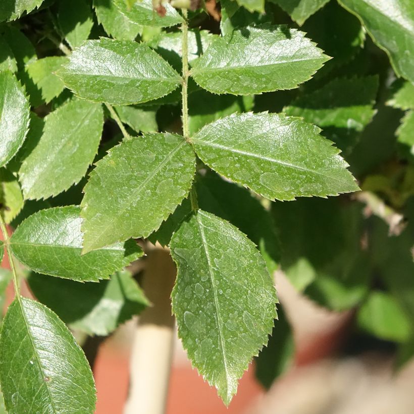Rosa x floribunda Decorosier Opalia - Shrub Rose (Foliage)