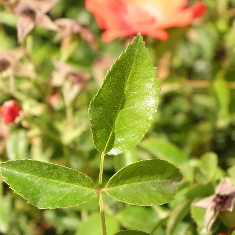 Rosa Décorosiers Isalia - Shrub Rose (Foliage)