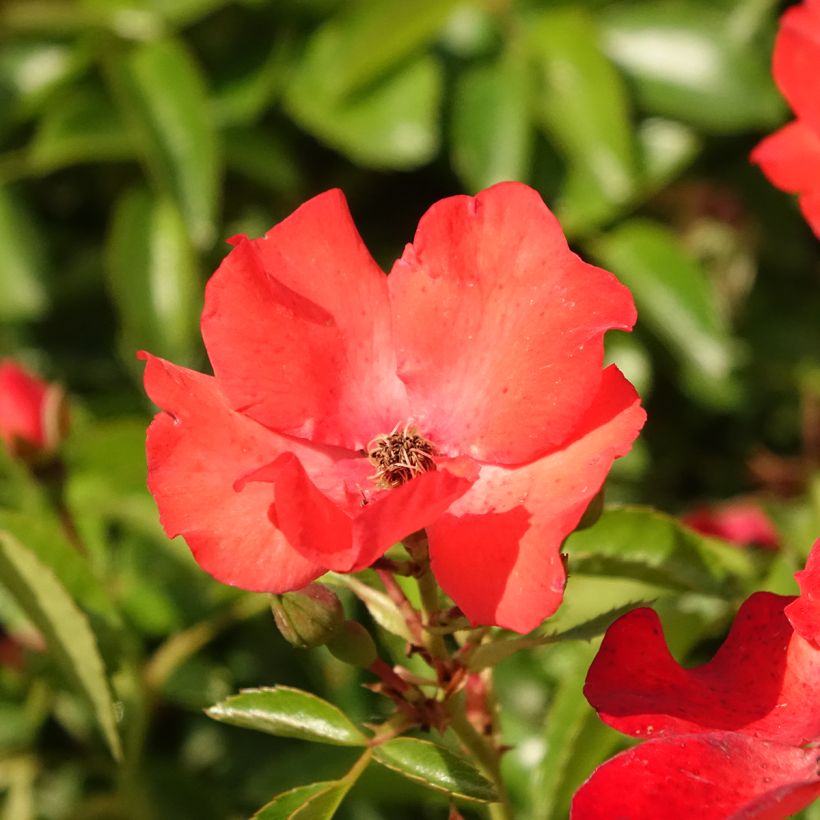 Rosa Décorosiers Isalia - Shrub Rose (Flowering)