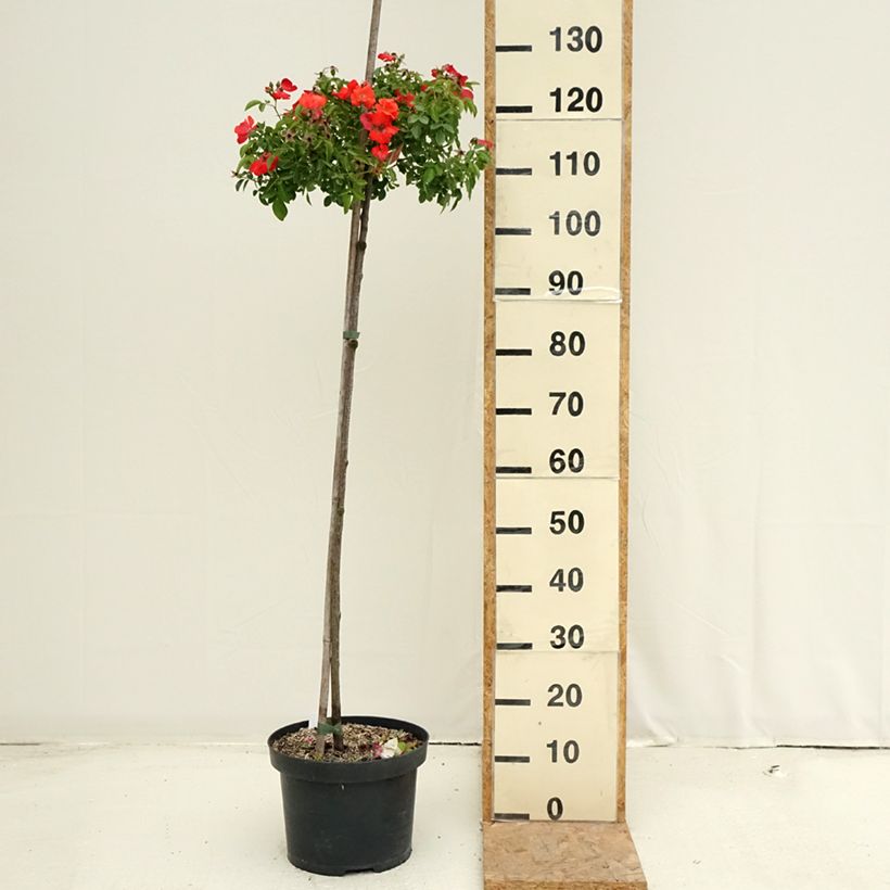 Rosa  Décorosiers Isalia - Shrub Rose 7.5L/10L pot sample as delivered in summer