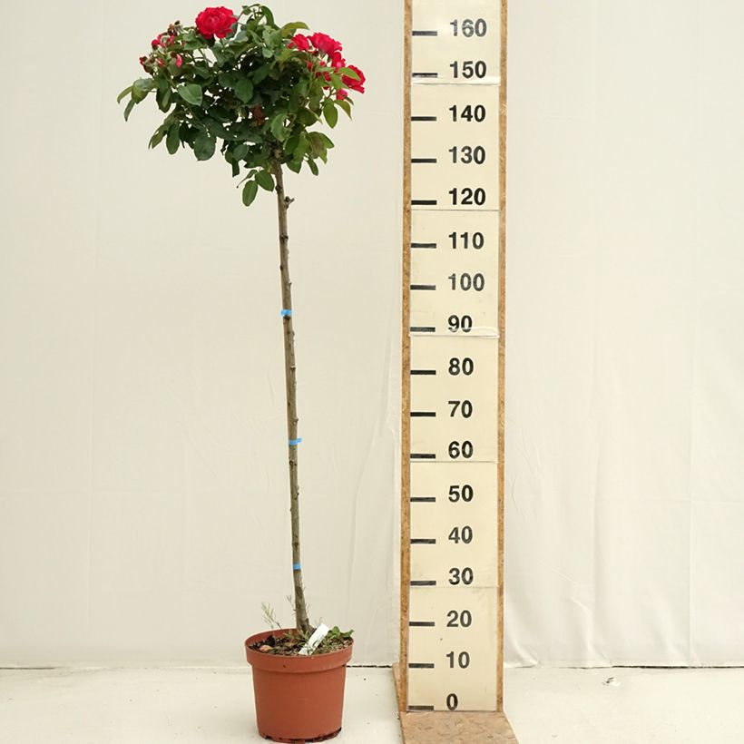 Rosa 'Dominica' - Standard Rose 7.5L/10L pot sample as delivered in summer