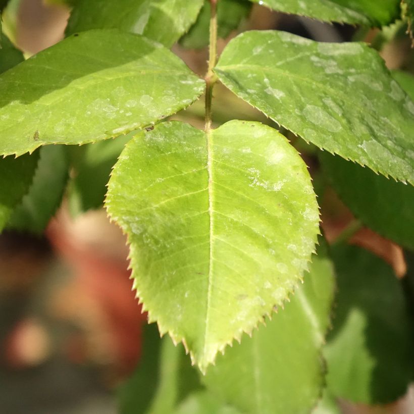 Rosa 'Dominica' - Standard Rose (Foliage)