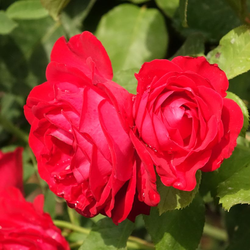 Rosa 'Dominica' - Standard Rose (Flowering)