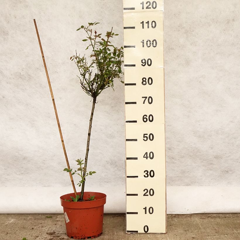 Rosa x polyantha Global Hit - Standard Rose 4L/5L pot sample as delivered in spring