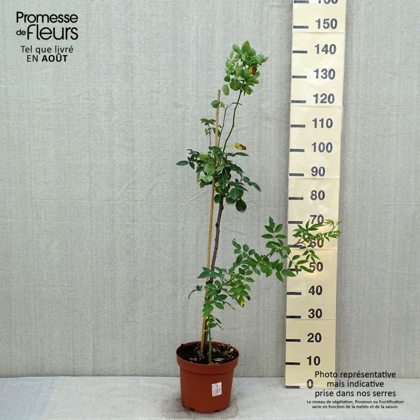 Rosa Heidi Klum - Stem Standard Rose 7.5L/10L pot sample as delivered in summer