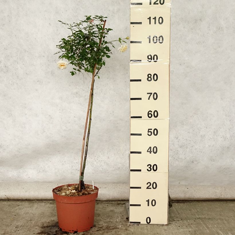 Rosa x polyantha 'Honeymilk' - Standard Rose 7.5L/10L pot sample as delivered in summer