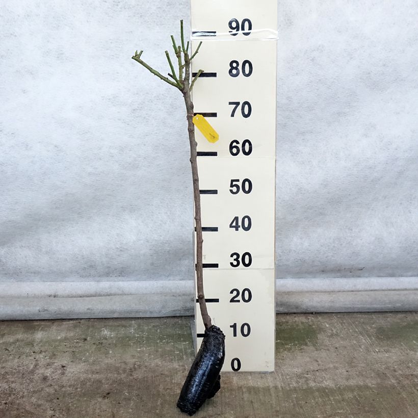 Rosa  'Fée des Neiges' (Iceberg) - Standard Rose Bare root sample as delivered in winter