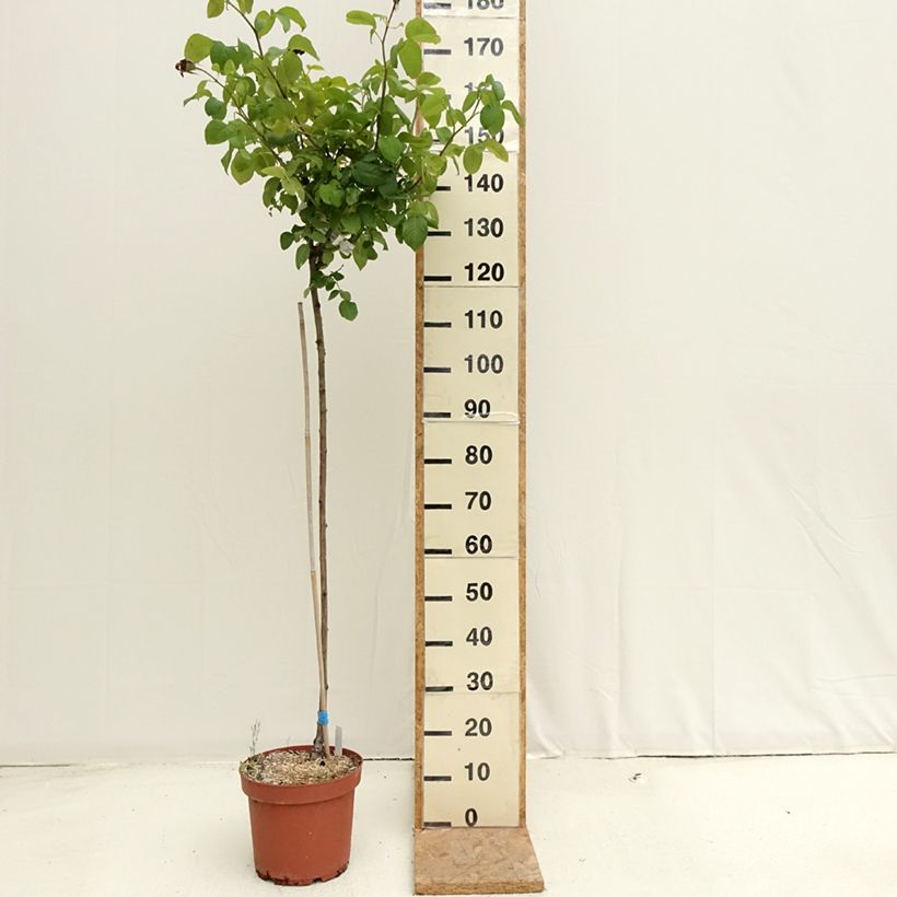 Rosa Landora - Standard Rose 7.5L/10L pot sample as delivered in summer