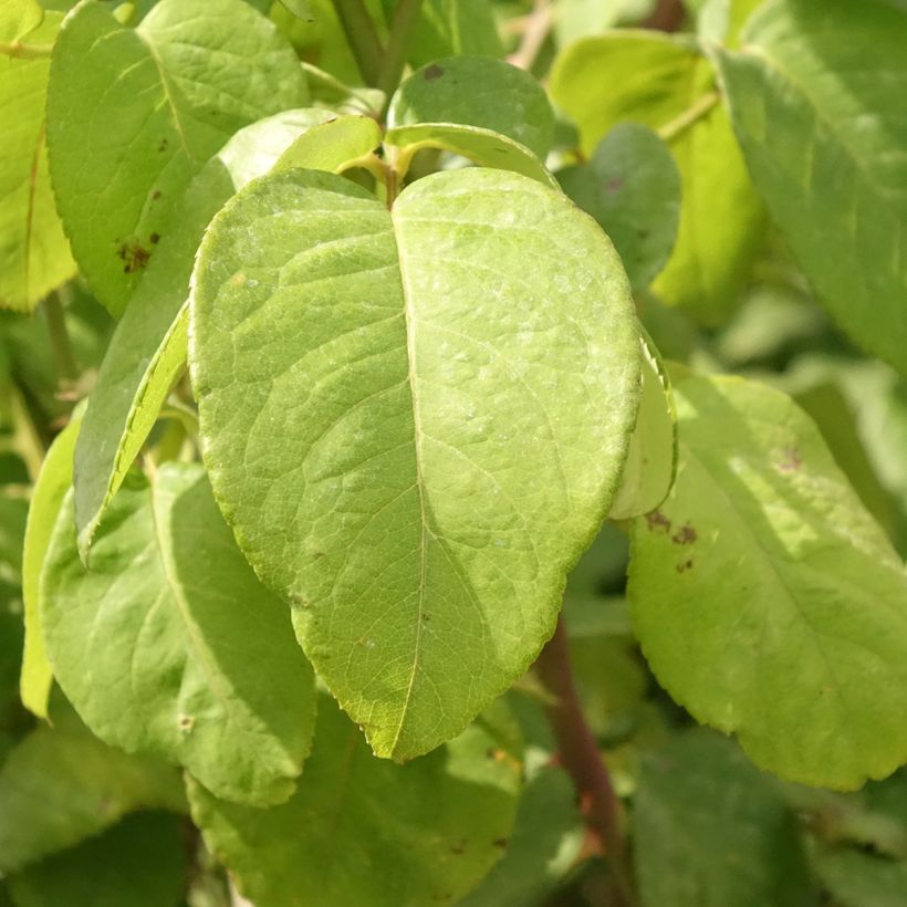 Rosa Landora - Standard Rose (Foliage)