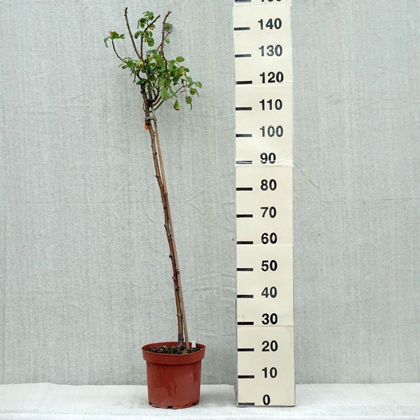 Rosa 'Line Renaud' - Standard Rose 7.5L/10L pot sample as delivered in autumn
