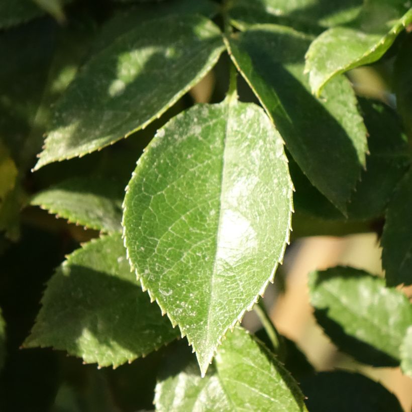 Rosa x floribunda 'Mythique' - Standard Rose (Foliage)
