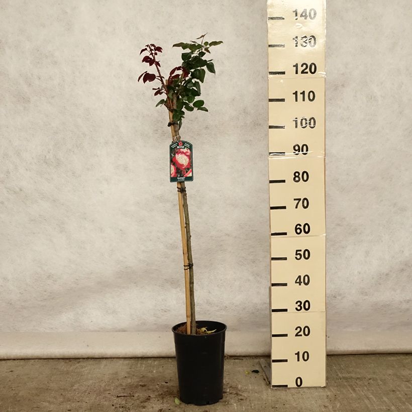 Rosa Nostalgie - Stem Hybrid Tea Rose 6L/7L pot sample as delivered in summer
