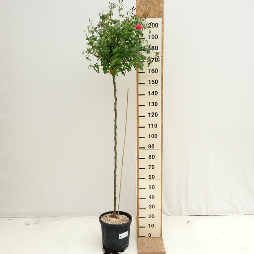 Rosa  Magic Meillandecor 'Meibonrib' - Weeping Rose 7.5L/10L pot sample as delivered in summer