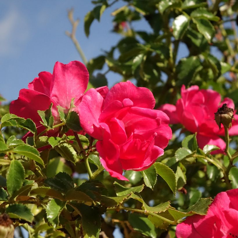 Rosa Magic Meillandecor 'Meibonrib' - Weeping Rose (Flowering)